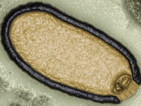 Naučnici upozoravaju: Prijeti nam zombi-virus