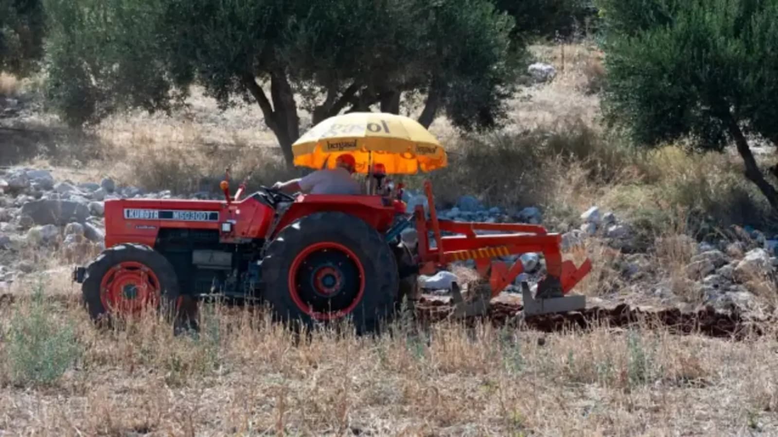 Paklene vrućine i tropske noći: Biljke pod stresom, navodnjavanje jedini spas - slika 1