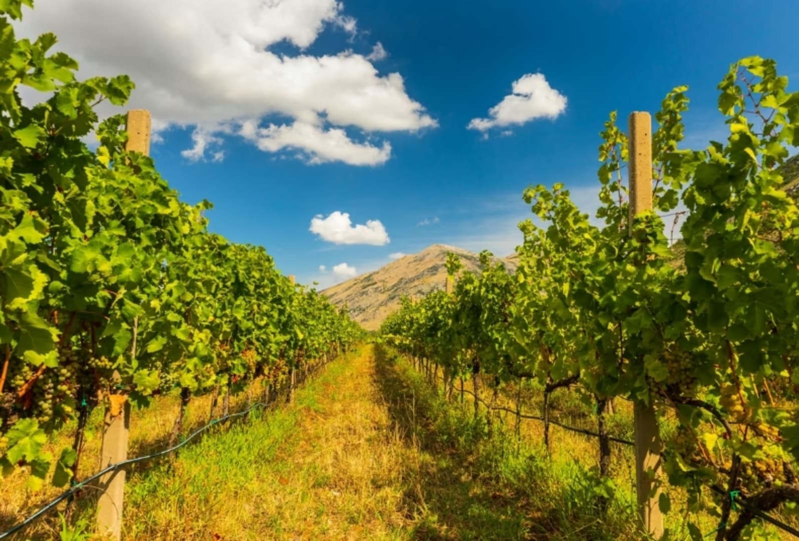 Suša i vrućine nisu uništile sezonu: Vinogradari zadovoljni urodom i kvalitetom grožđa - slika 1