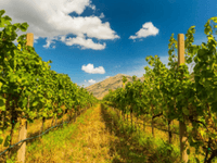 Suša i vrućine nisu uništile sezonu: Vinogradari zadovoljni urodom i kvalitetom grožđa