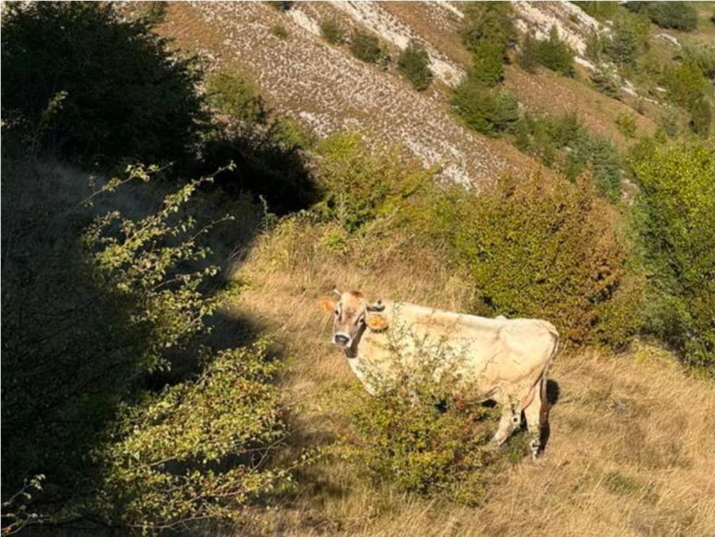 USK proizvodi više od 30 posto mlijeka u FBiH, a pad otkupnih cijena ugrožava farmere - slika 1