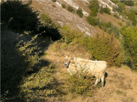 USK proizvodi više od 30 posto mlijeka u FBiH, a pad otkupnih cijena ugrožava farmere